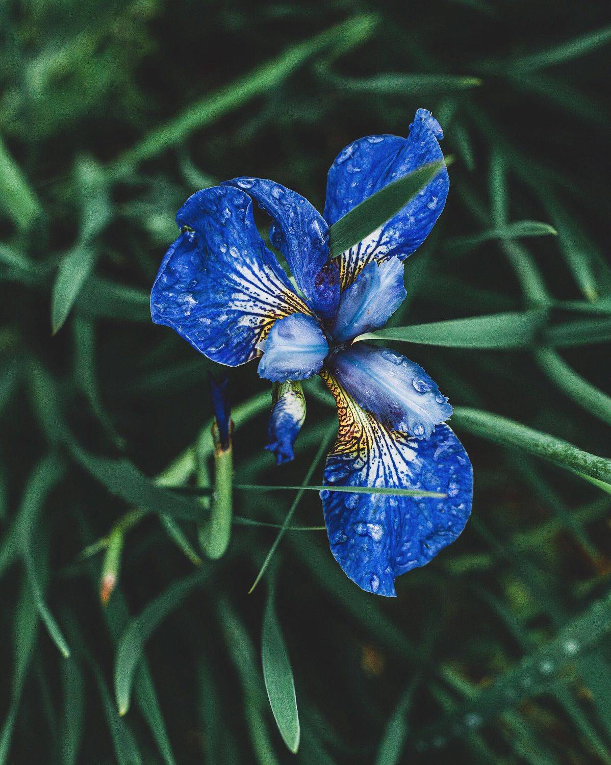 алинциясавельева, Алинция Савельева