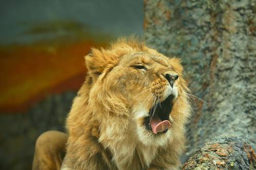 Царь зверей.