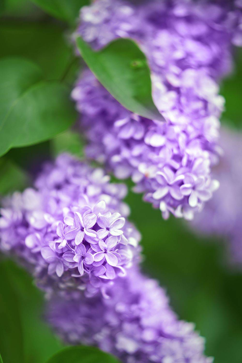 , Оксана Сироштан