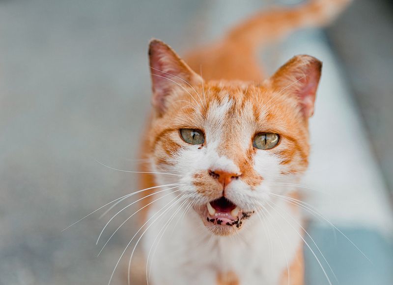 Кот фото превью