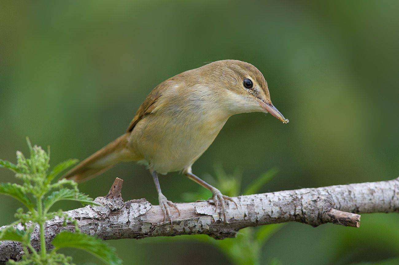птица,камышовка,болотная,крапива, Иван