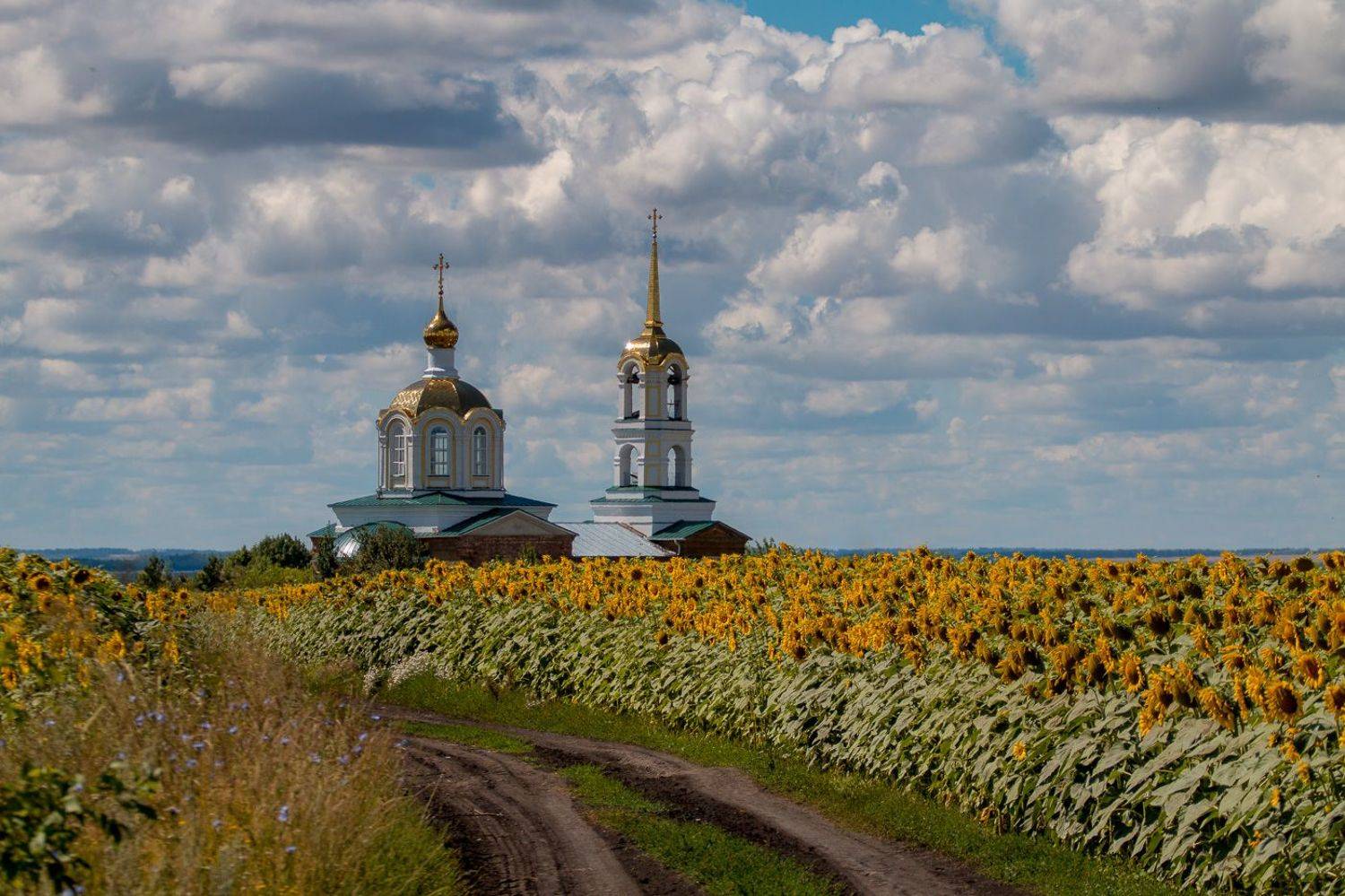 пейзаж, лето, август, подсолнухи, церковь, landscape,summer, sunflowers, church, Алексей Юденков