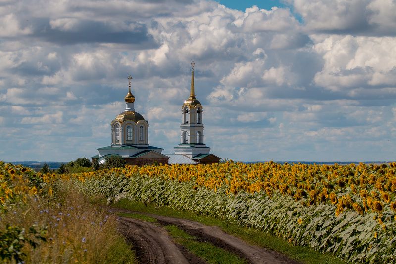 пейзаж, лето, август, подсолнухи, церковь, landscape,summer, sunflowers, church Sunflowers фото превью
