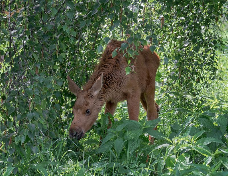 лосёнок, лес, лосёнок.. фото превью