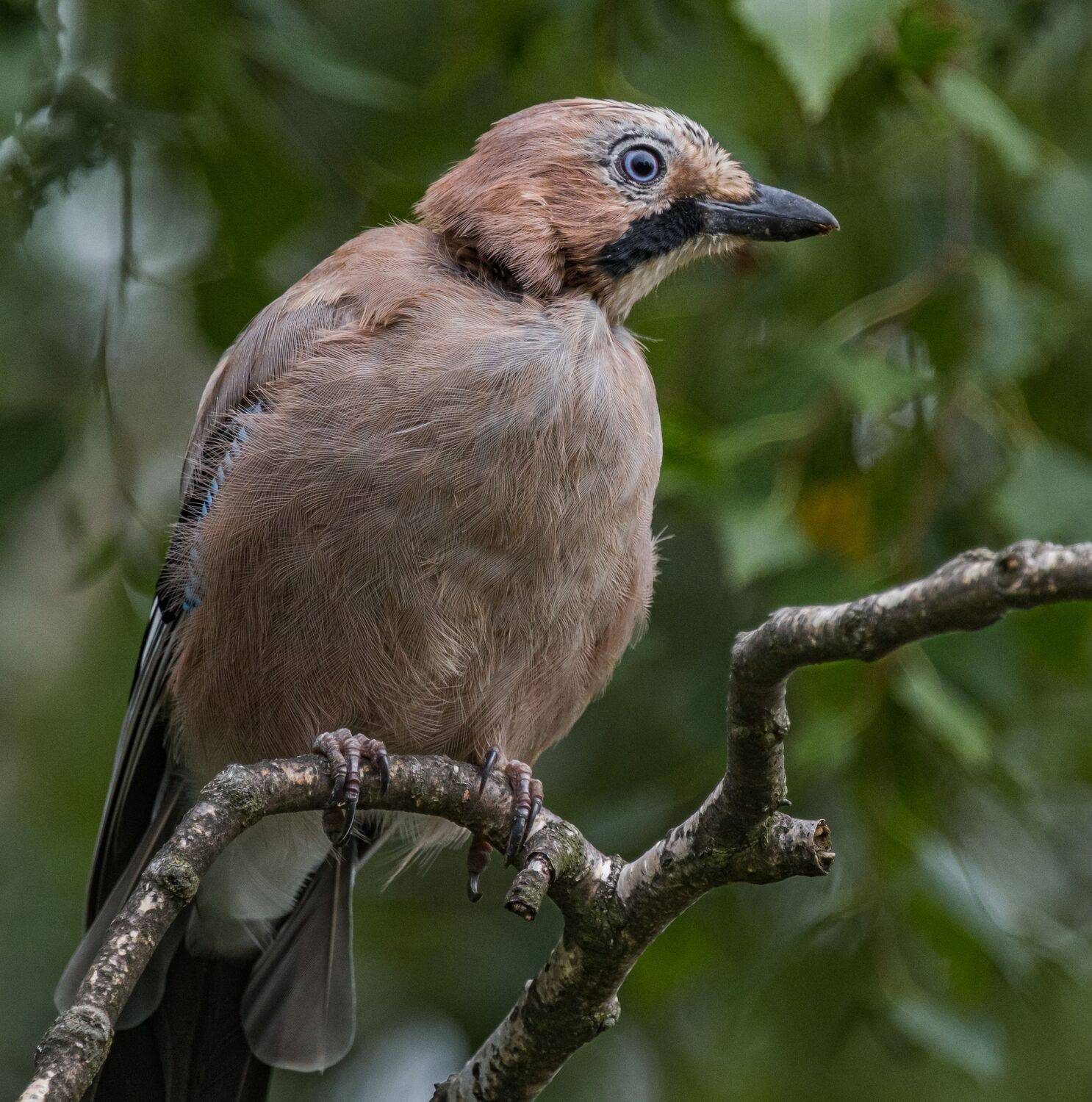 , Курлянцев Алексей