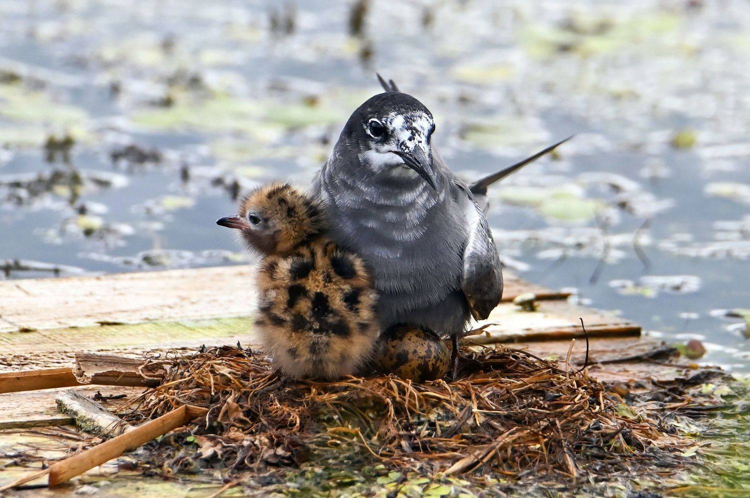 черная крачка, природа, вода, семья, Чернобай Анна