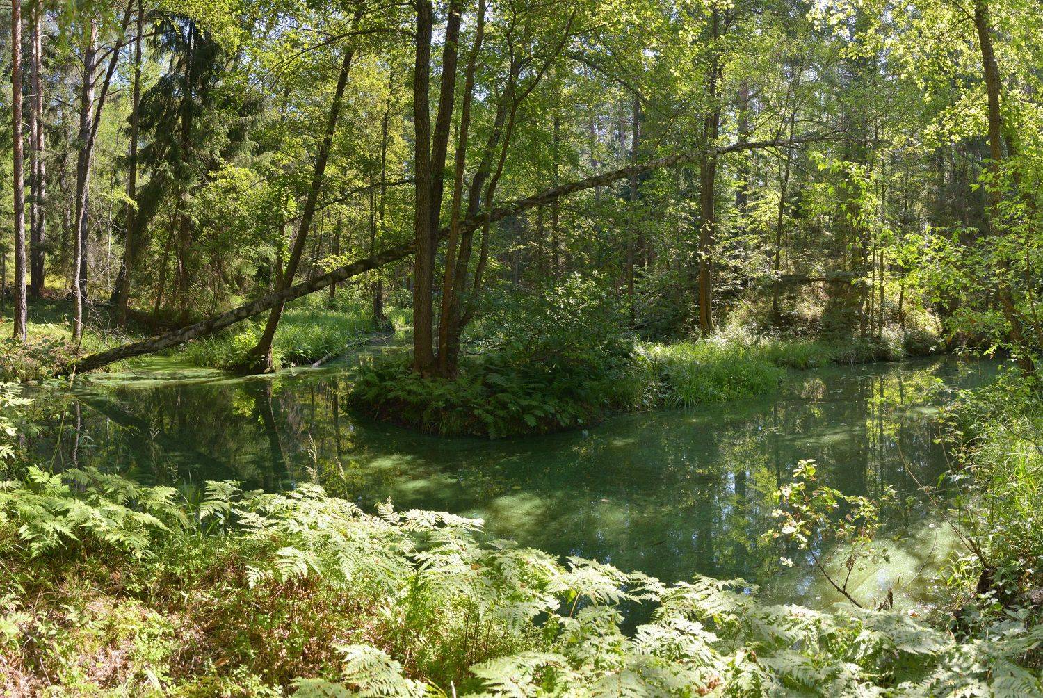 , Сергей Седов