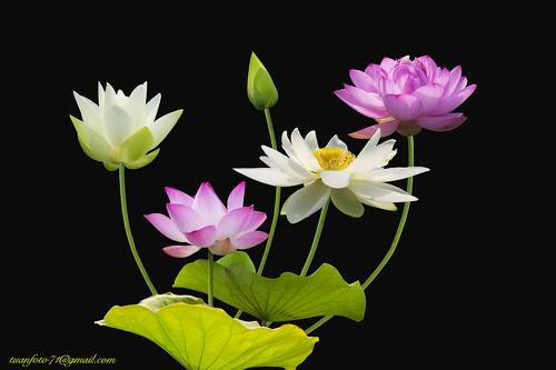 Lotus