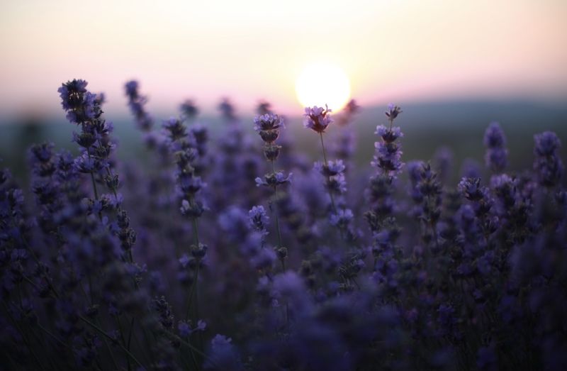 лавандовые поля, лаванда, солнце, лето, закат В лучах заката фото превью
