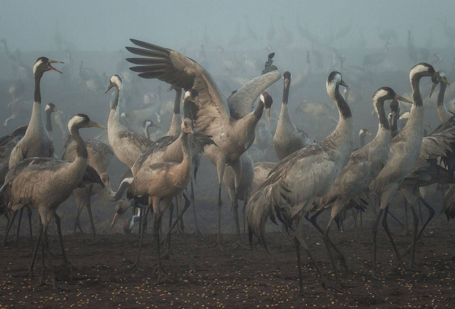 , Григорий Крамаренко