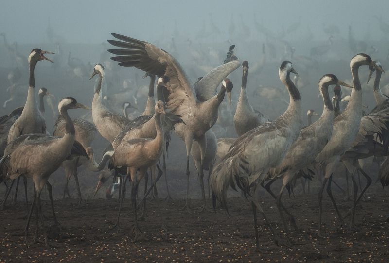 Dance Crane фото превью
