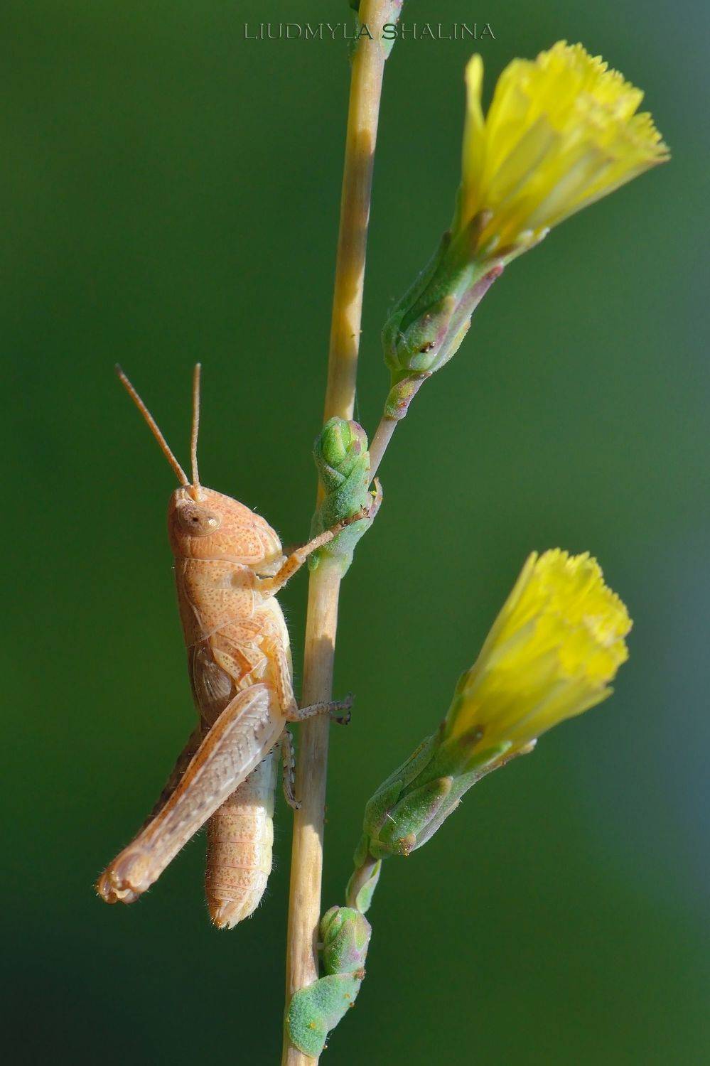 , Людмила Шалина