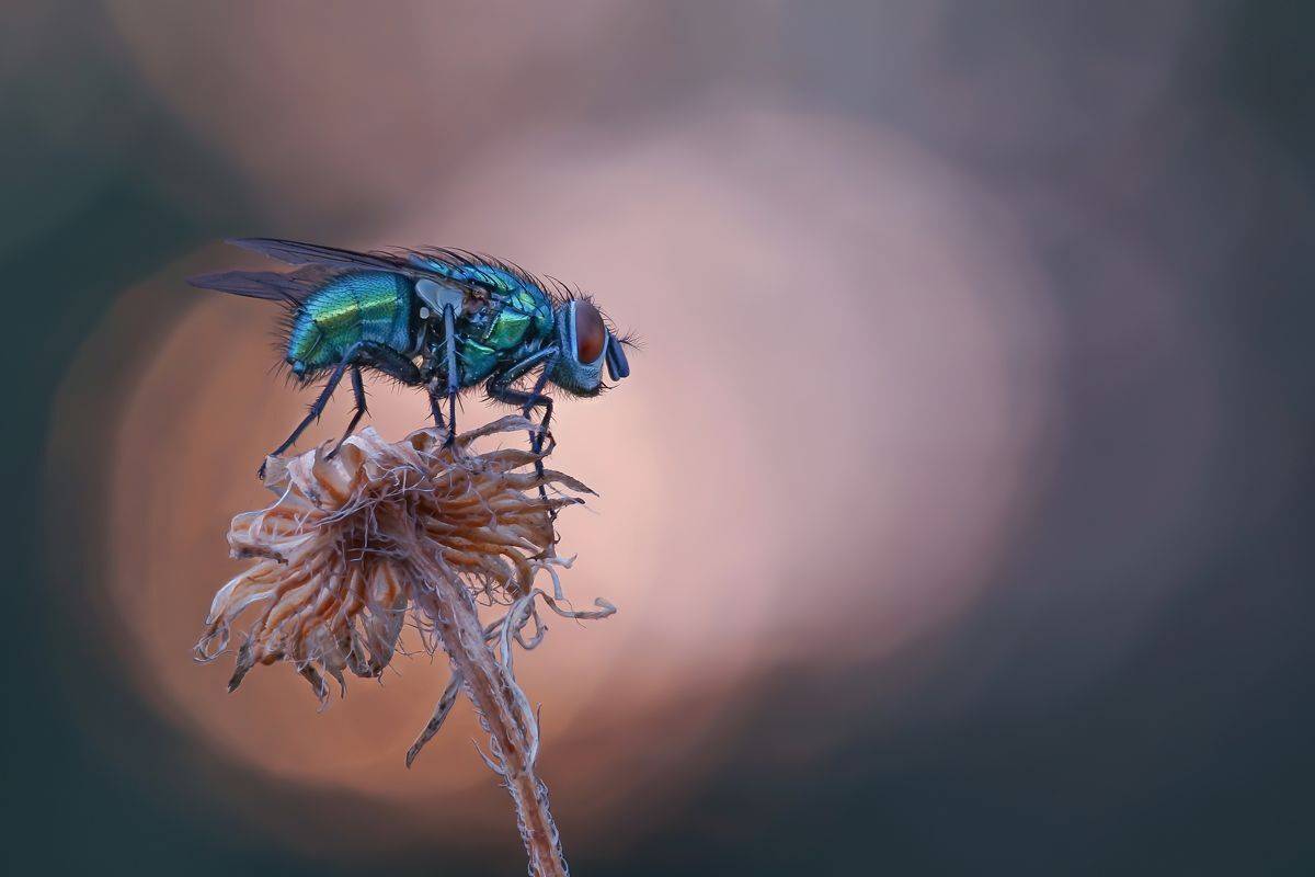 , Чепленко Алексей