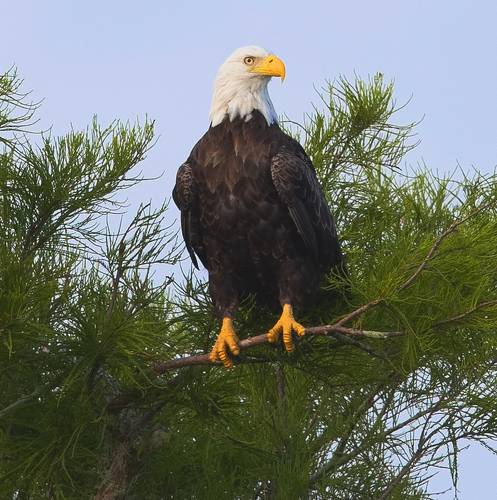 Bald Eagle - Белоголовый Орлан