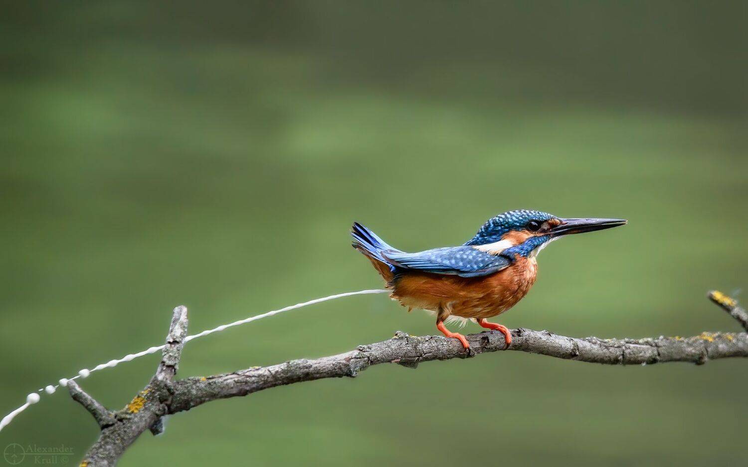 , Александр Круль