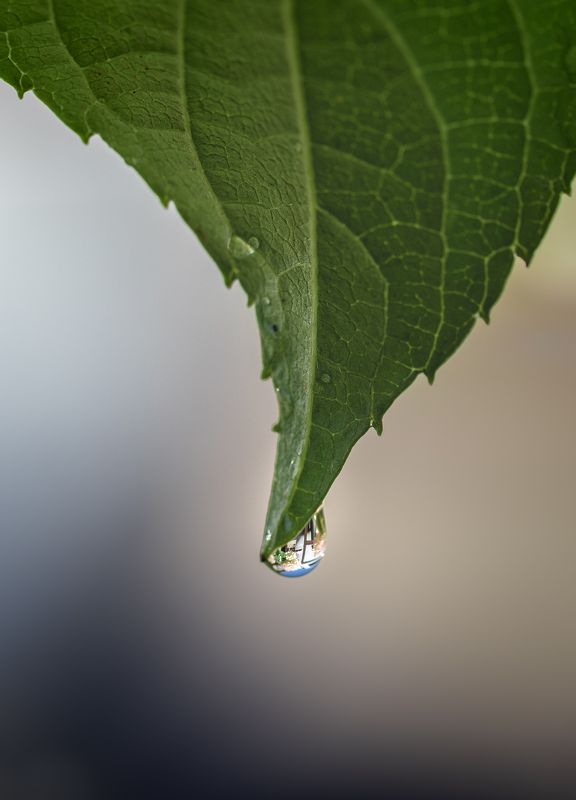 macro, droplet, waterdrop, waterdrops, Droplets Droplets фото превью