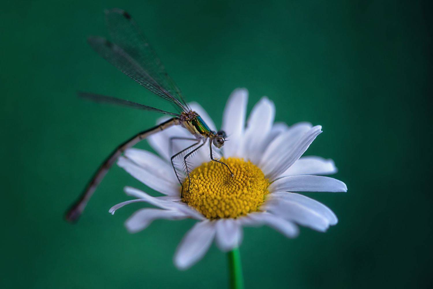 , Анастасия Думинская