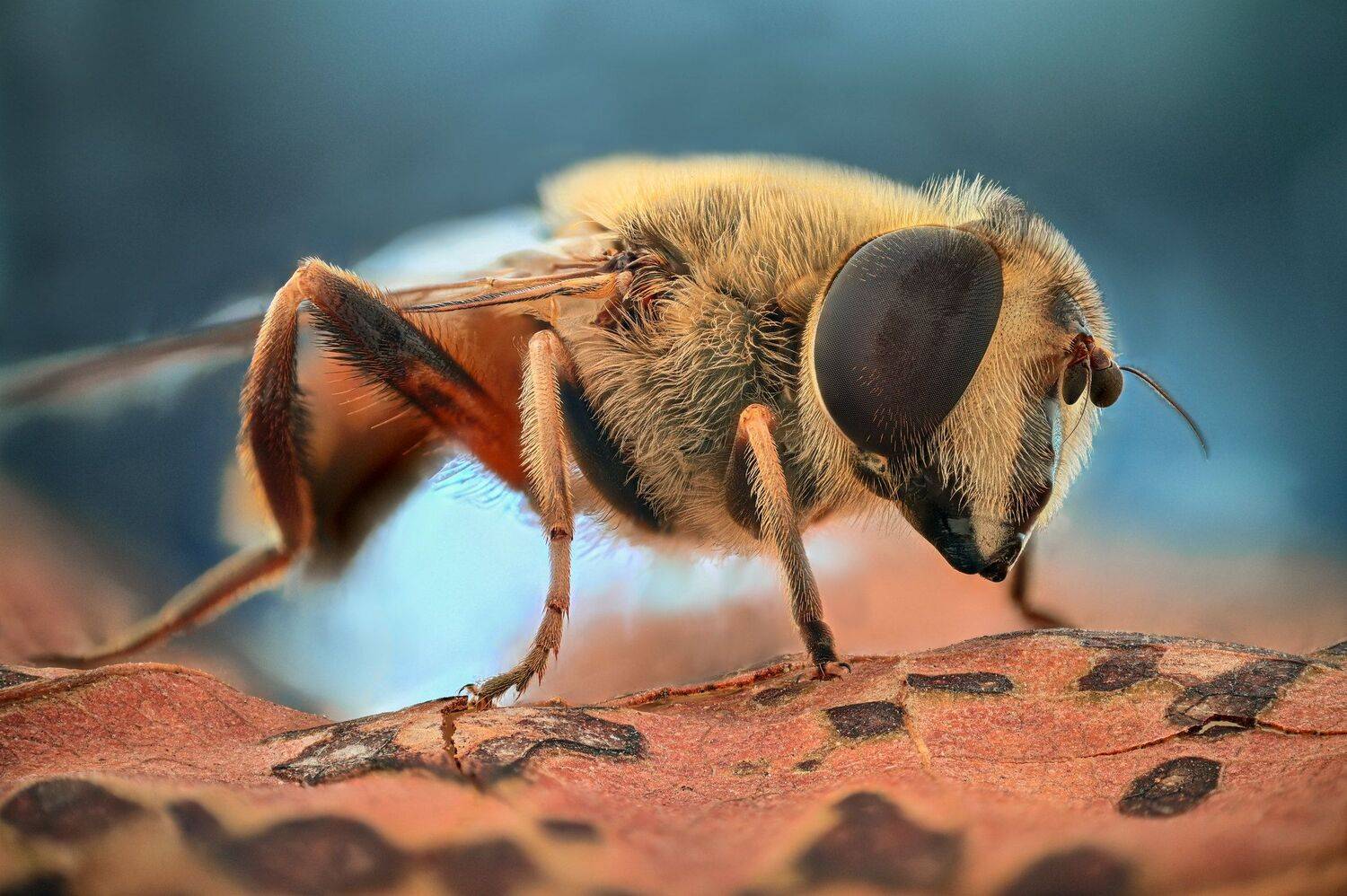 ceclii, nikon d5600,macro,lomo3.7, Tsvetan Ganev