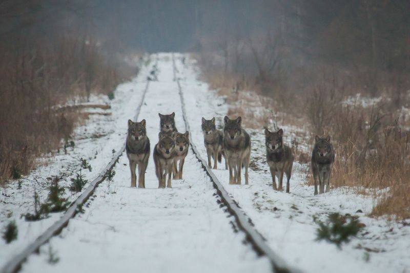 wilki,wadera,wataha,basior,puszcza białowieska,las,ssaki,dzika przyroda Wataha wilków  фото превью