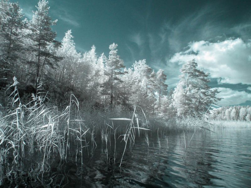 ладога, ладожское озеро, озеро, деревья, лето, карелия, инфракрасная фотография, ir Инфракрасная Ладога фото превью