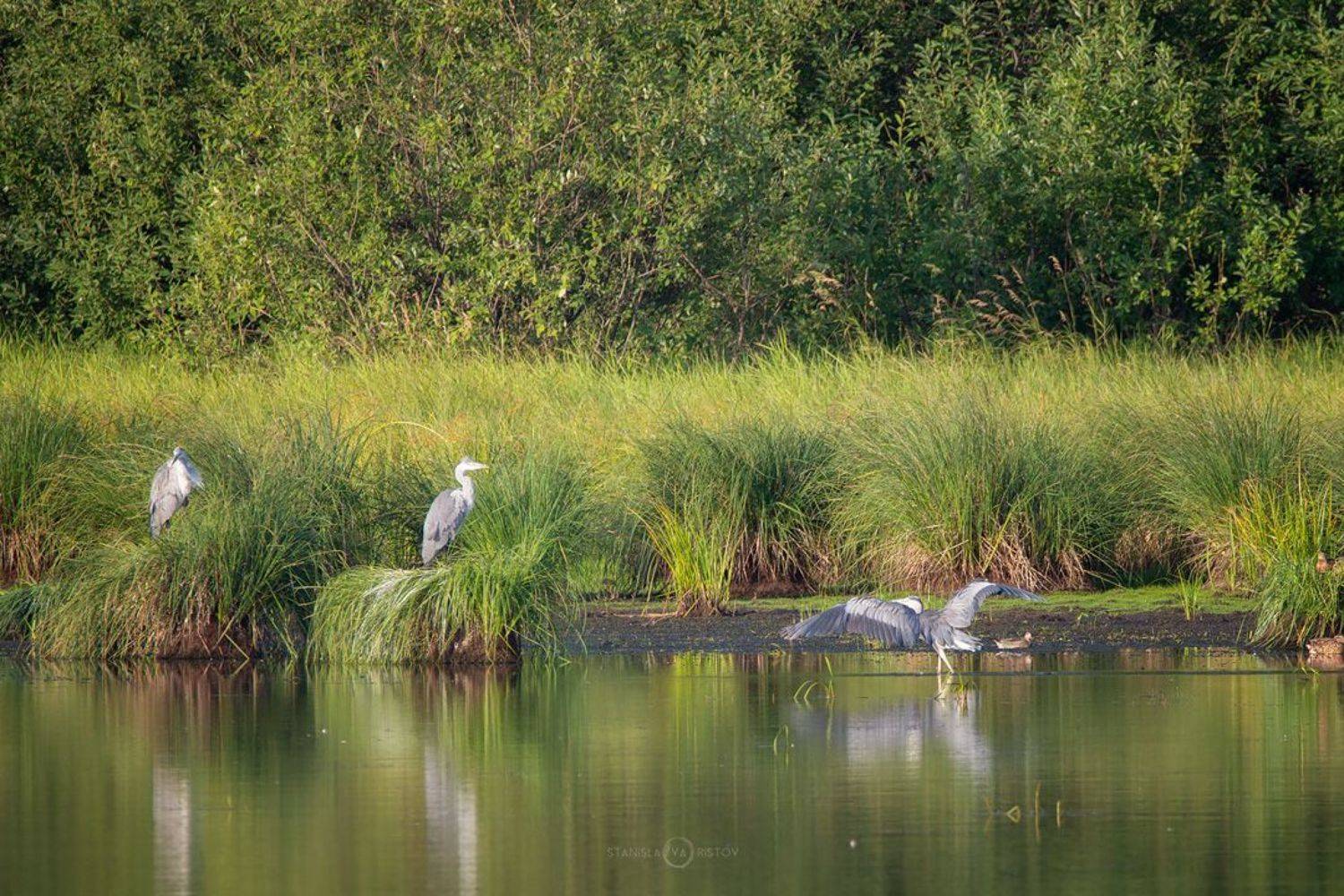 , Станислав Аристов
