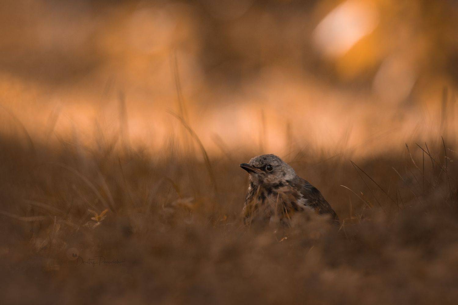 природа, лес, поля, огороды, животные, птицы, макро, Дмитрий Посевич