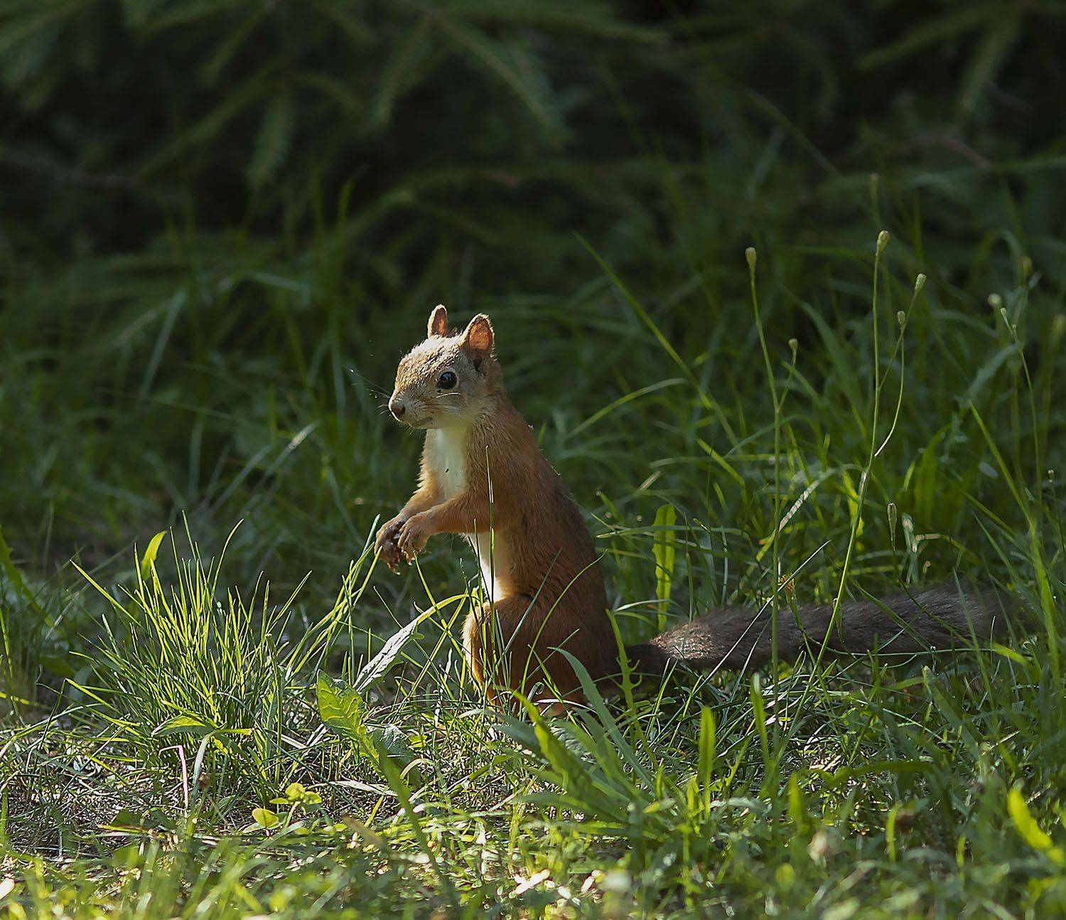 белочка, зверёк,лес, природа, squirrel, animal, forest, summer, nature, Юлия Стукалова