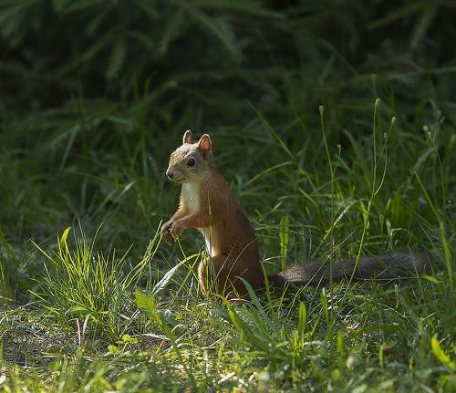 Любопытная белочка