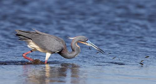 Hunting. Трёхцветная цапля - Tricolored Heron