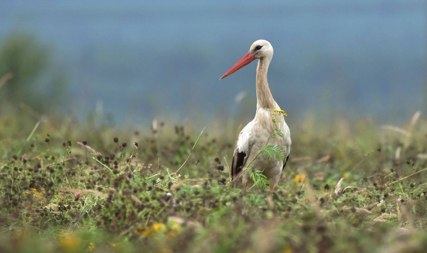 , Макеев Алексей