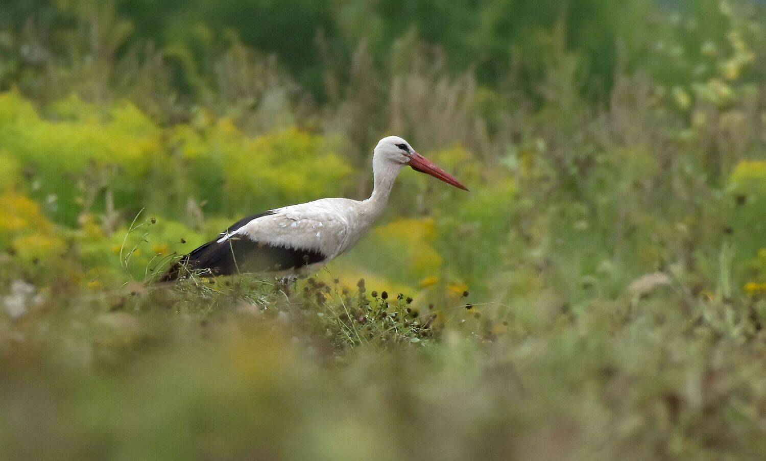 , Макеев Алексей