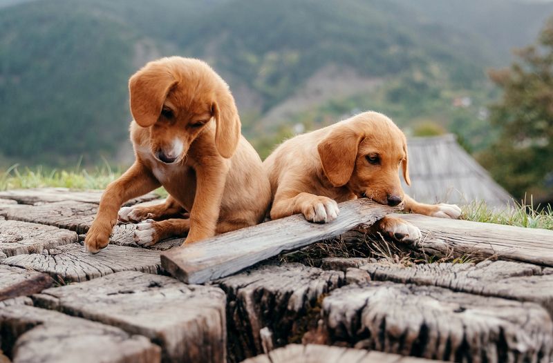 Щенки фото превью