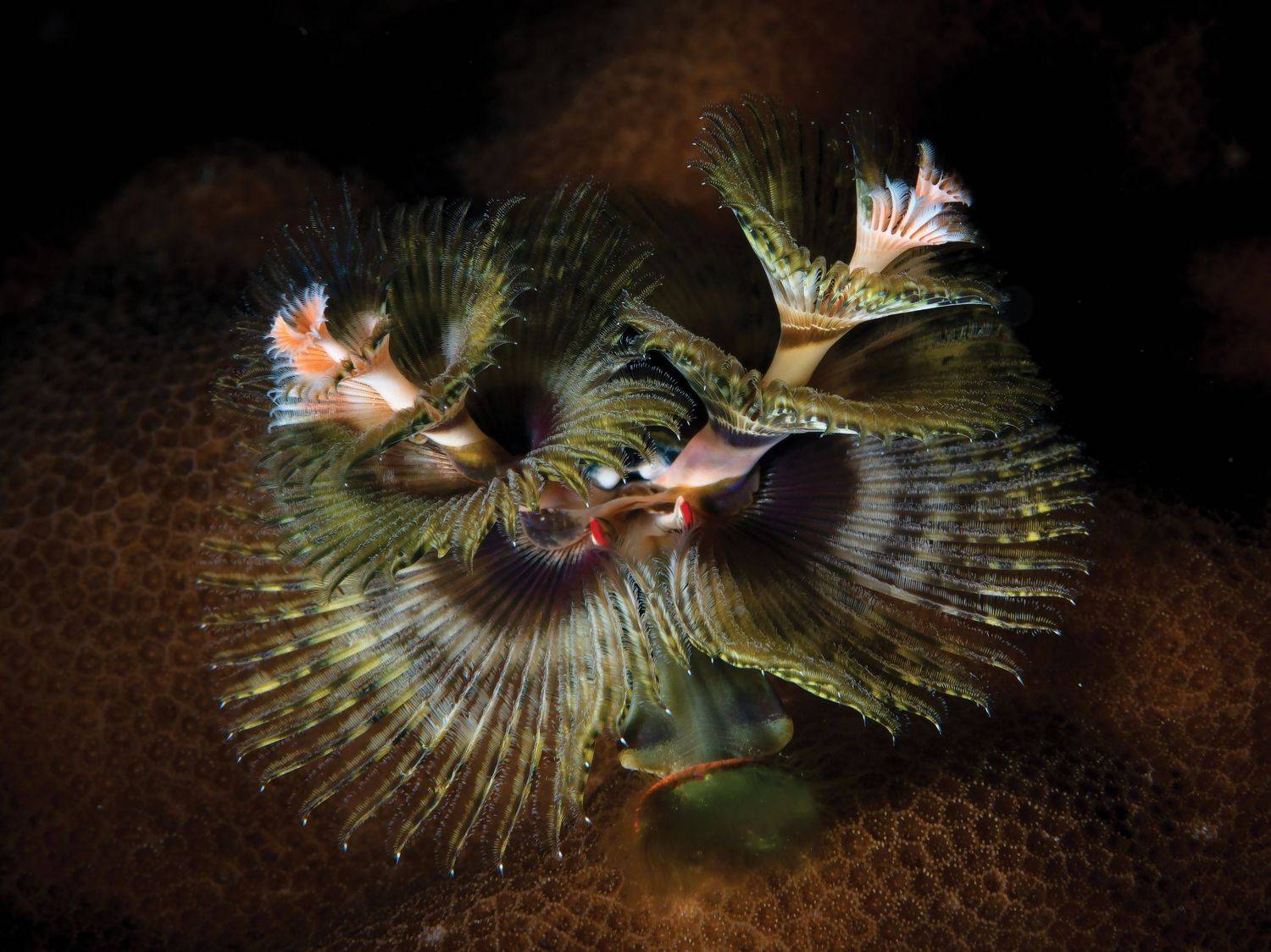 , Юрий Журавлев