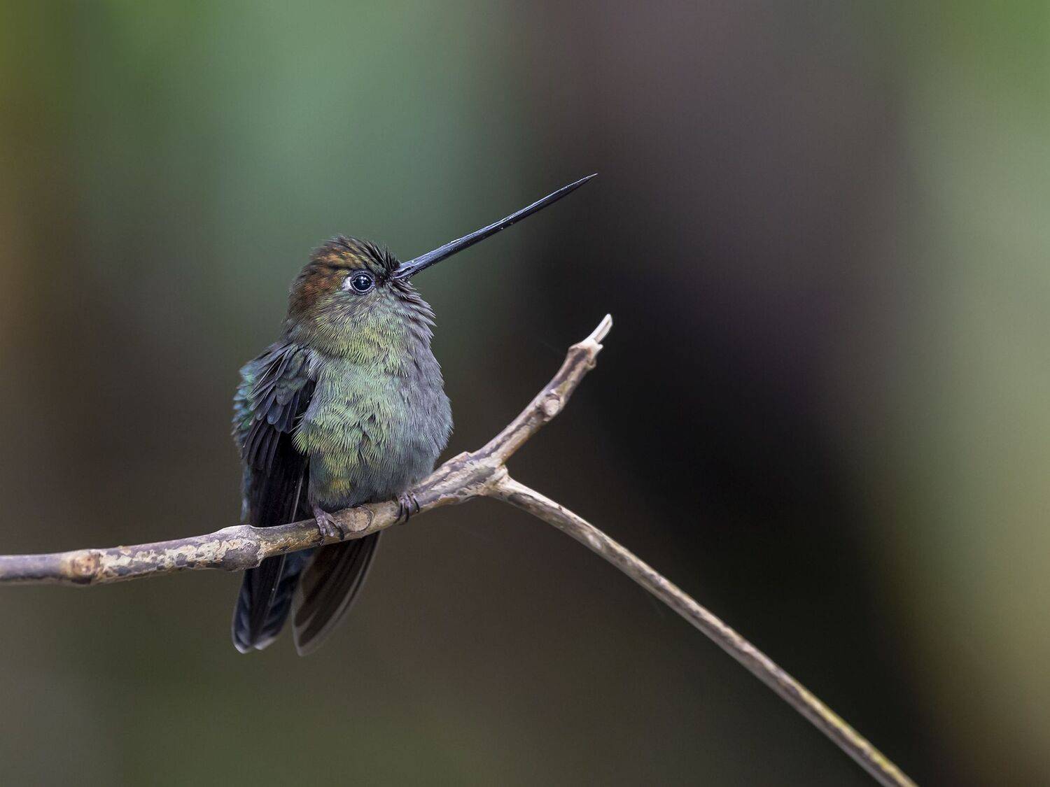 , Fernando Burgalin Sequeira