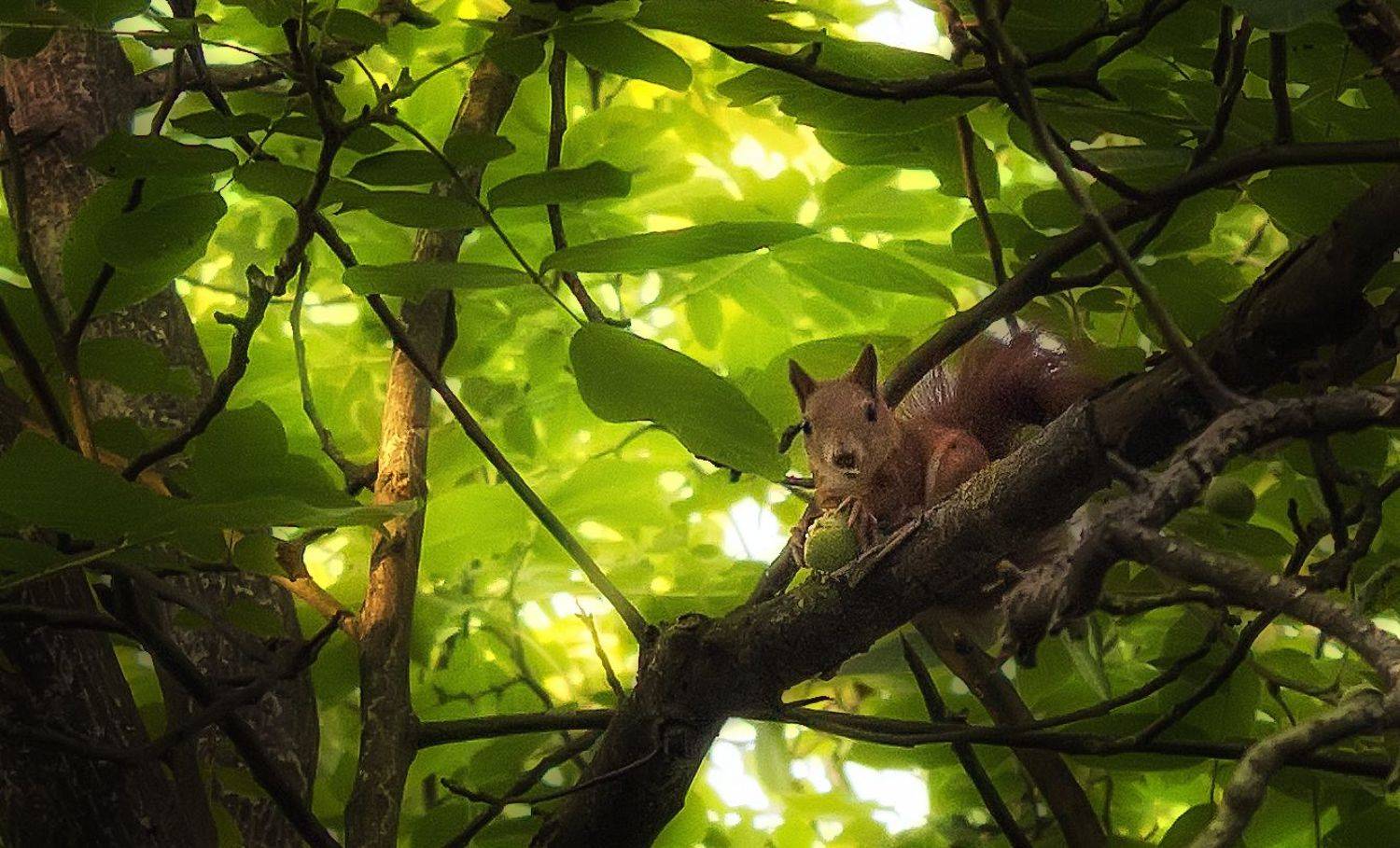 белка,  Александр