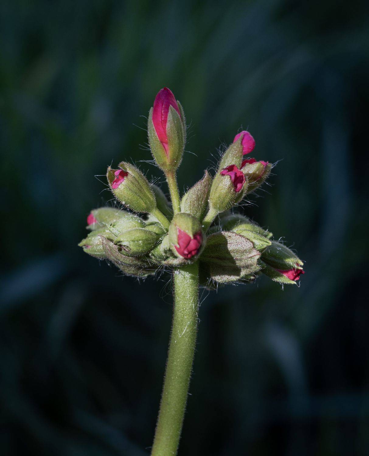macro, flowers, nature, Roman Bevzenko
