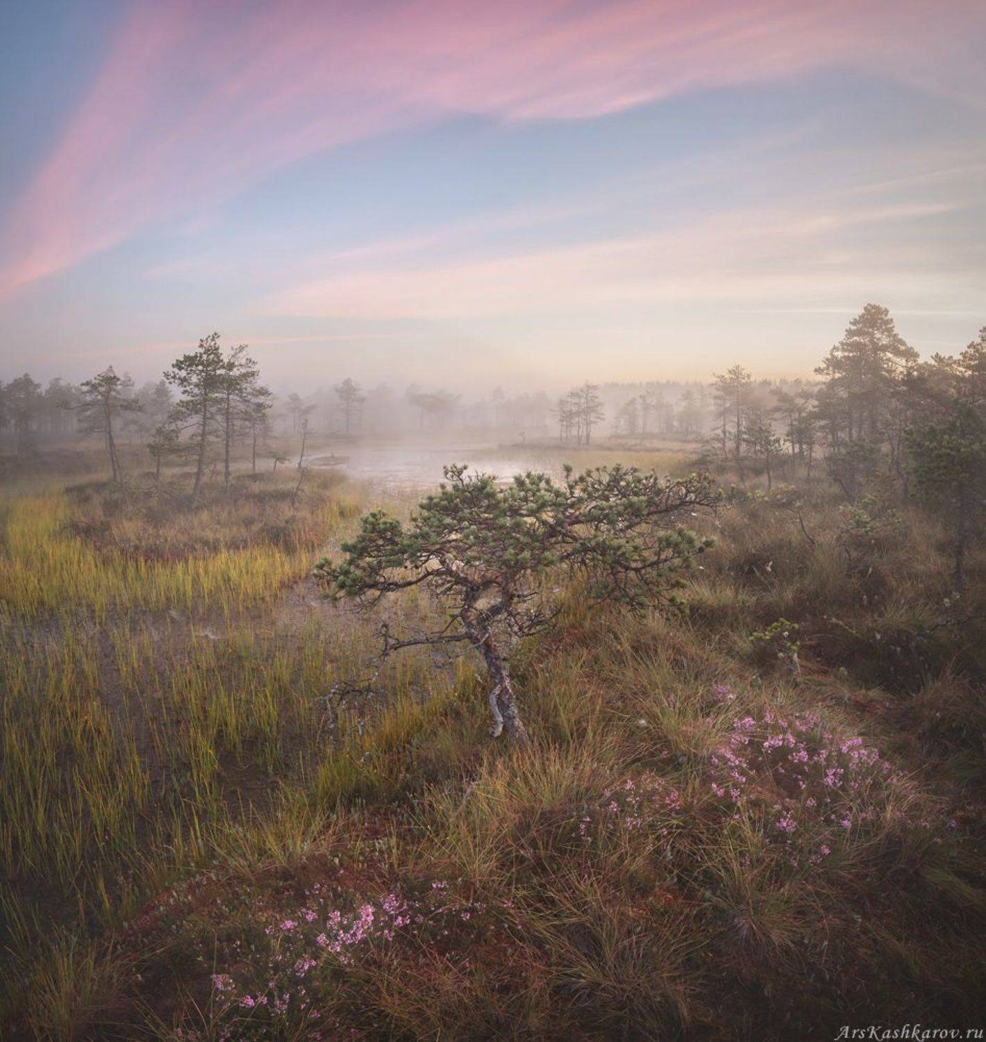 болото, ленобласть, фототур, туман, ленинградская область, болотные топи, вереск, август, Арсений Кашкаров