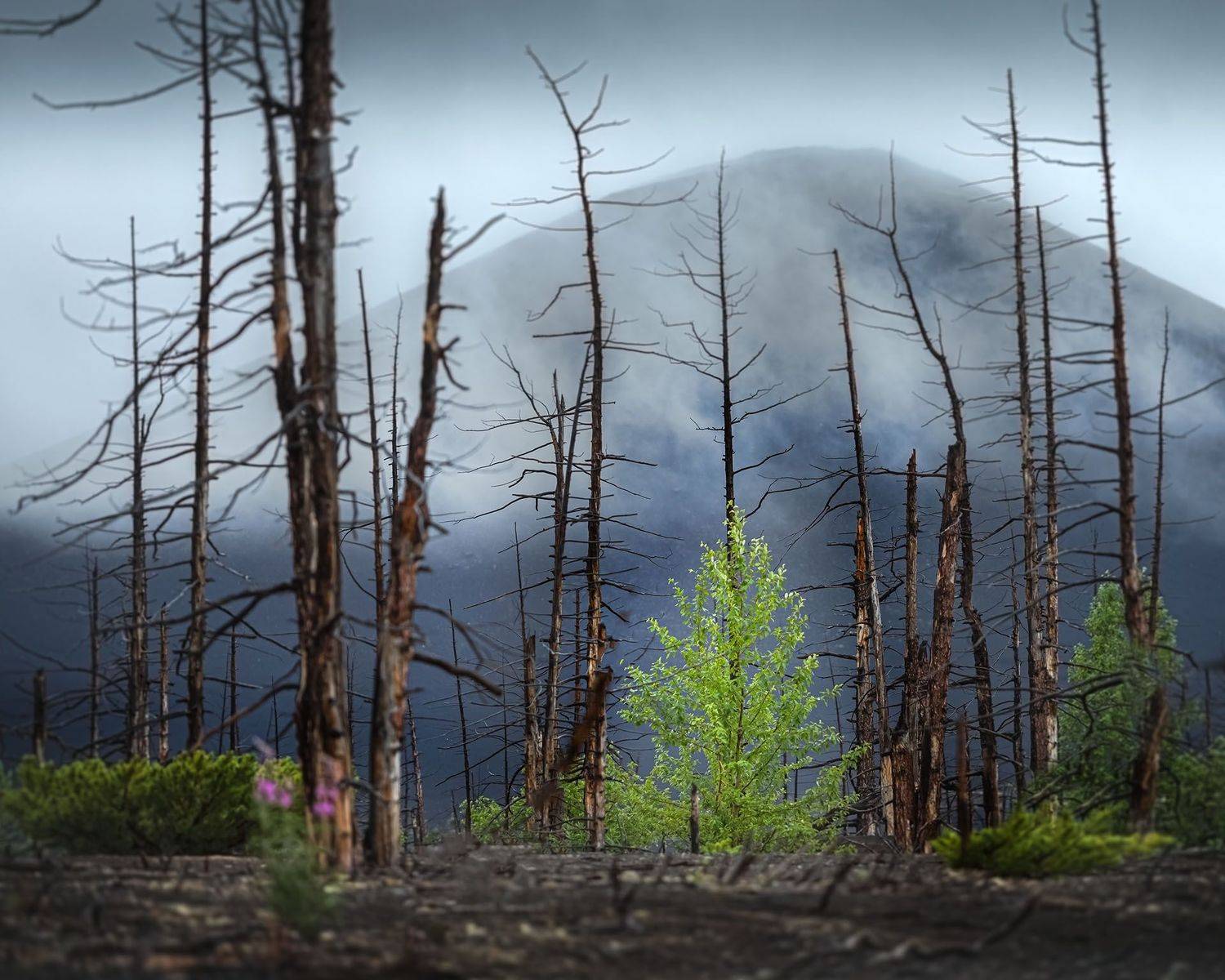 , Елена Маковоз