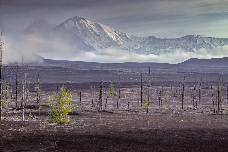 Мертвый лес. Жизнь продолжается фото превью