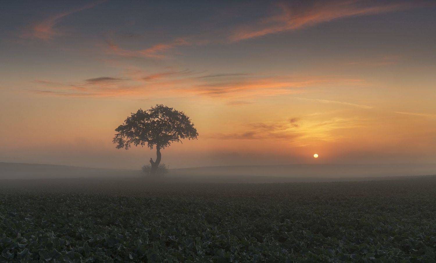 tree, filed, sky, spring, poland, lonley, green, sunrise, oak, mist, Lukasz Zugaj