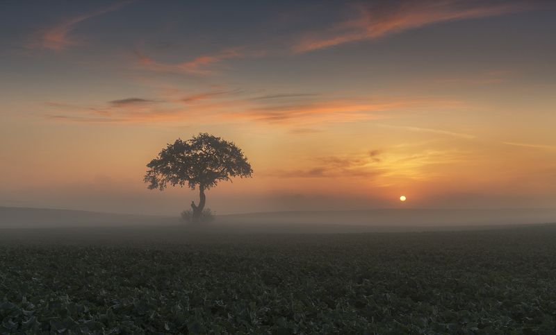tree, filed, sky, spring, poland, lonley, green, sunrise, oak, mist Oak фото превью