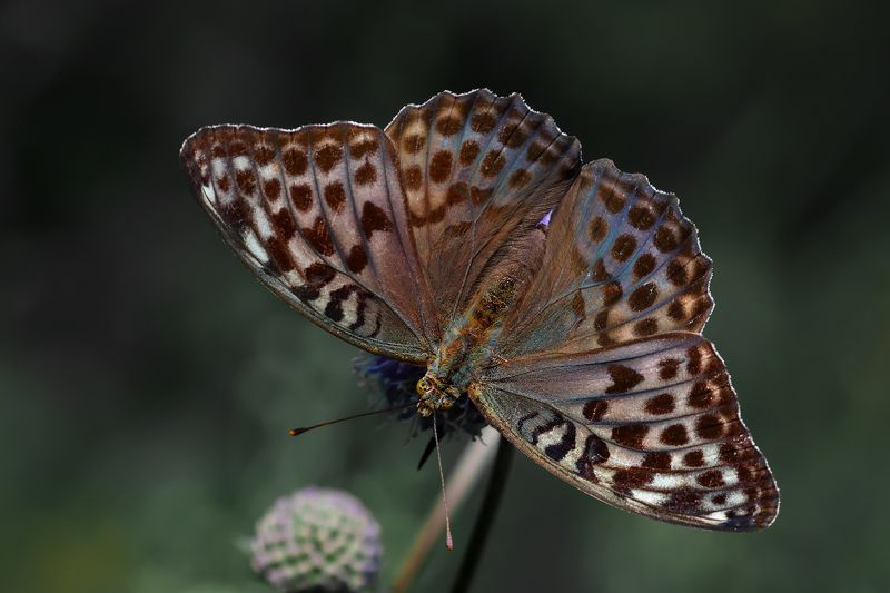 Перламутровка большая лесная.(Argynnis paphia). фото превью