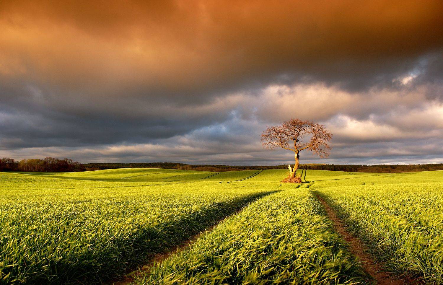 tree, filed, sky, spring, poland, lonley, green, oak,, Lukasz Zugaj