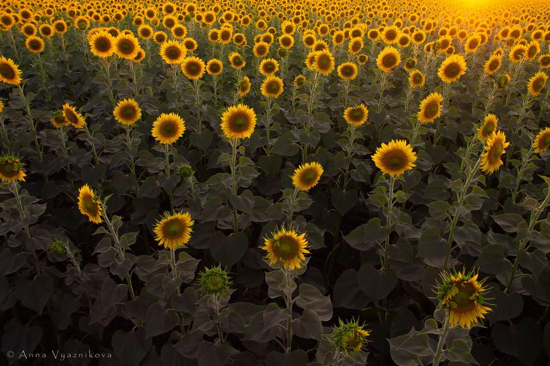 Поле солнц фото превью