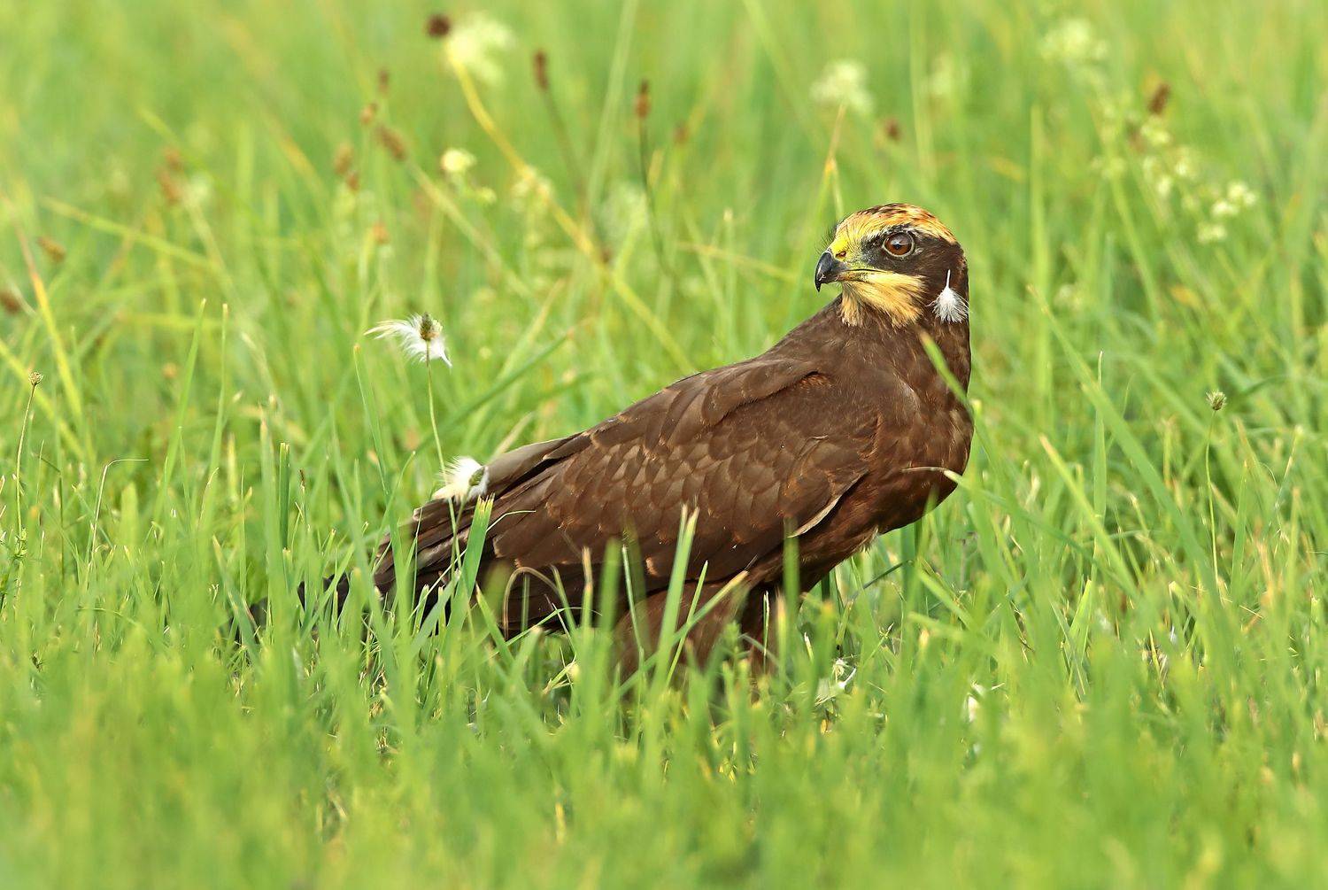 болотный или камышовый лунь., Александр Гусар