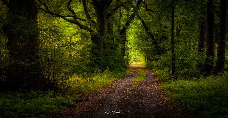 trees  forest  forest landscape  nature  light  forest road  silence  peace  nikon  daytime  forest atmosphere  Woodland  Beauty In Nature  Scenics - Nature  No People Forest silence фото превью