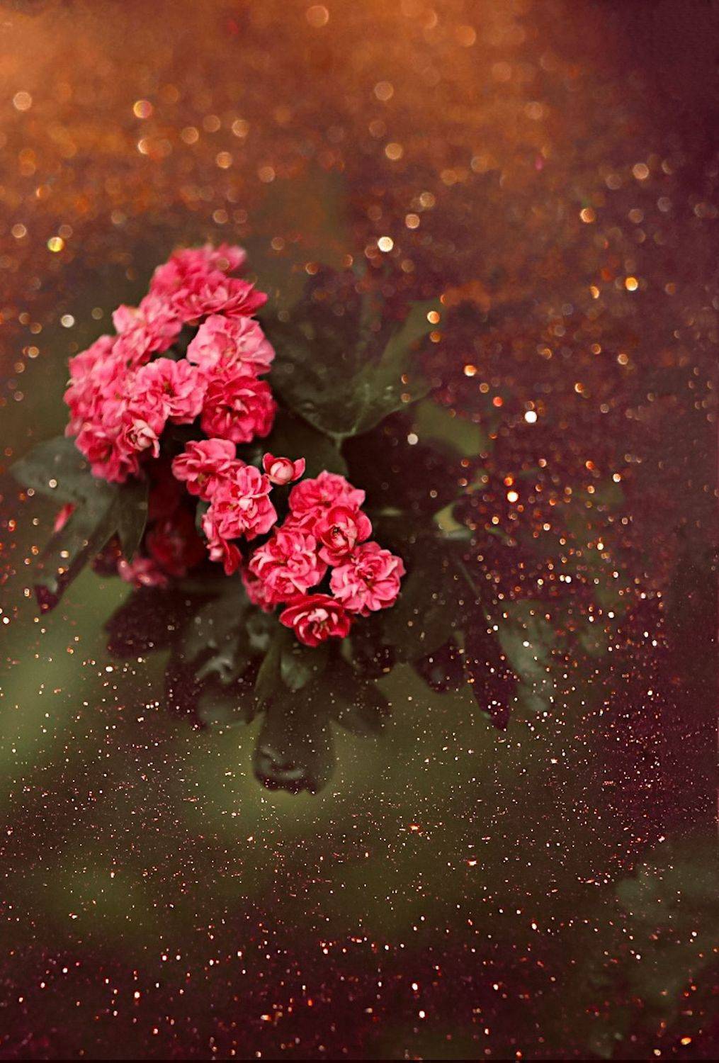 макро, цветы, flowers, macro, Julia Kaissa