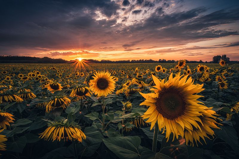 Sunflowers фото превью