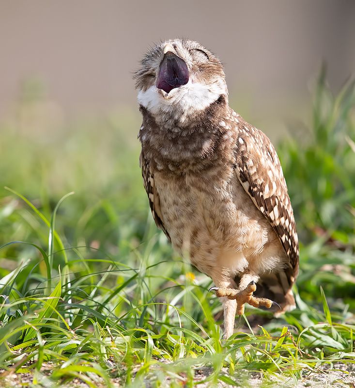 кроличий сыч, florida,burrowing owl, owl, флорида,сыч Щаас спою! Burrowing Owlet - Кроличий сыч фото превью