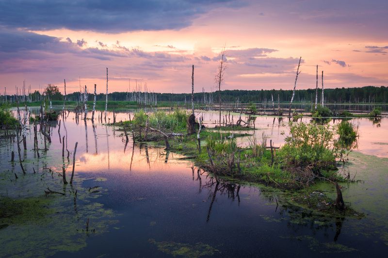 Утро на болоте фото превью